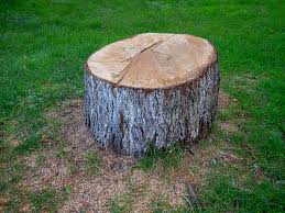 How Our Tree Care Process Works  in  Franklin Park, NJ