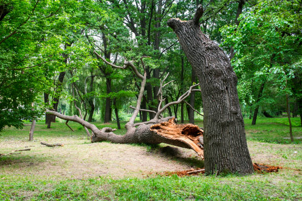 Best Tree Health Inspection  in Franklin Park, NJ
