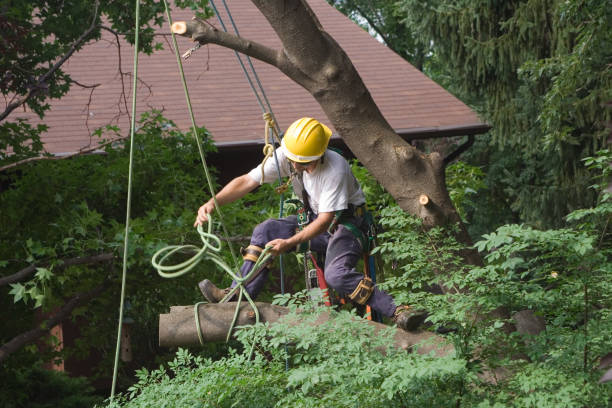 Best Commercial Tree Services  in Franklin Park, NJ