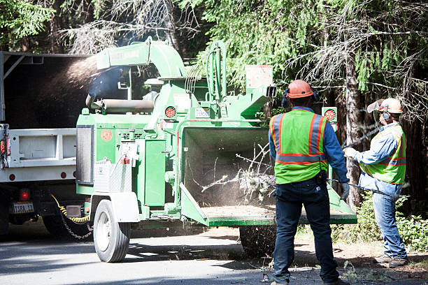 Best Emergency Tree Removal  in Franklin Park, NJ