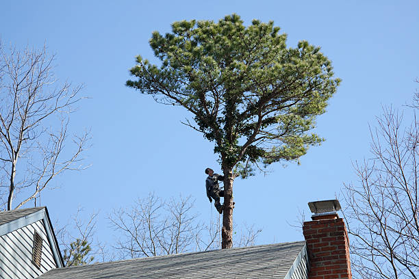 Best Firewood Processing and Delivery  in Franklin Park, NJ