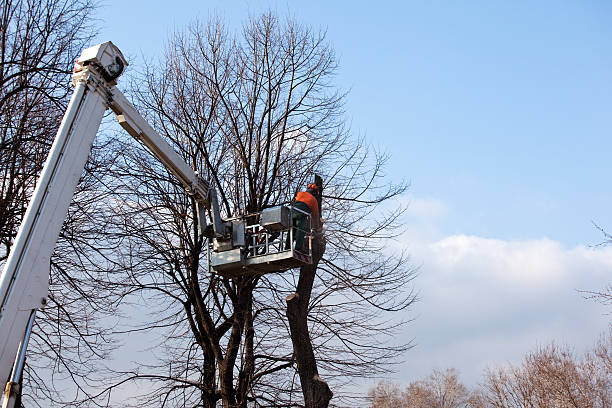 Professional Tree Care in Franklin Park, NJ